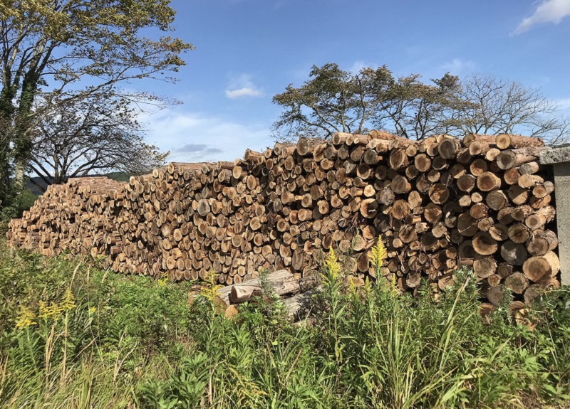 安全な木材とトレーサビリティ