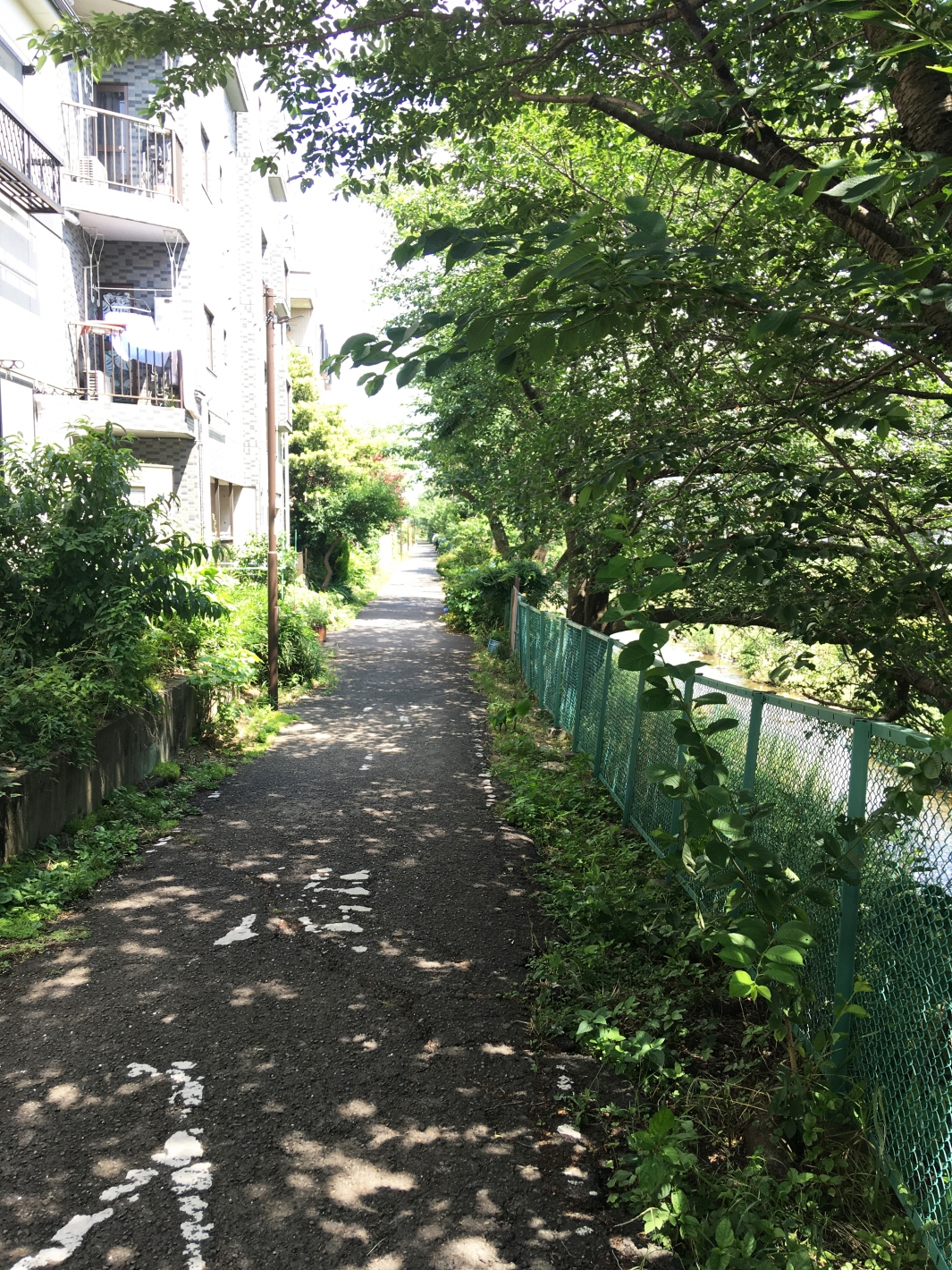 小川の遊歩道