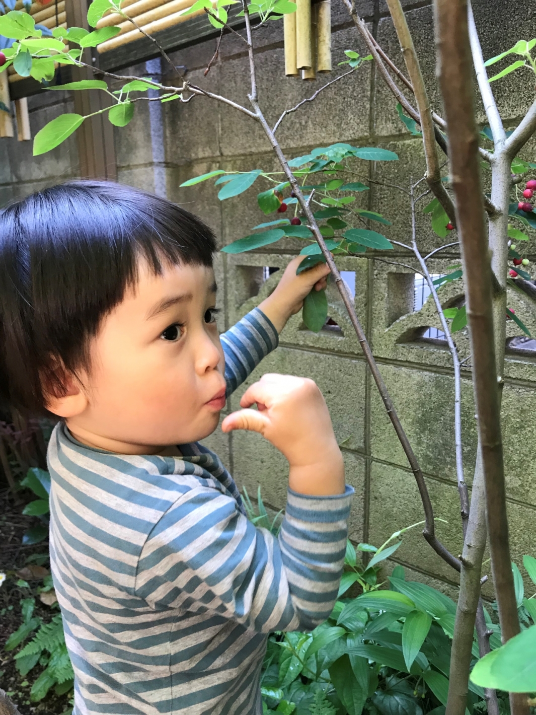 自然への興味関心は身近なところから？親子で庭に果樹を植えました